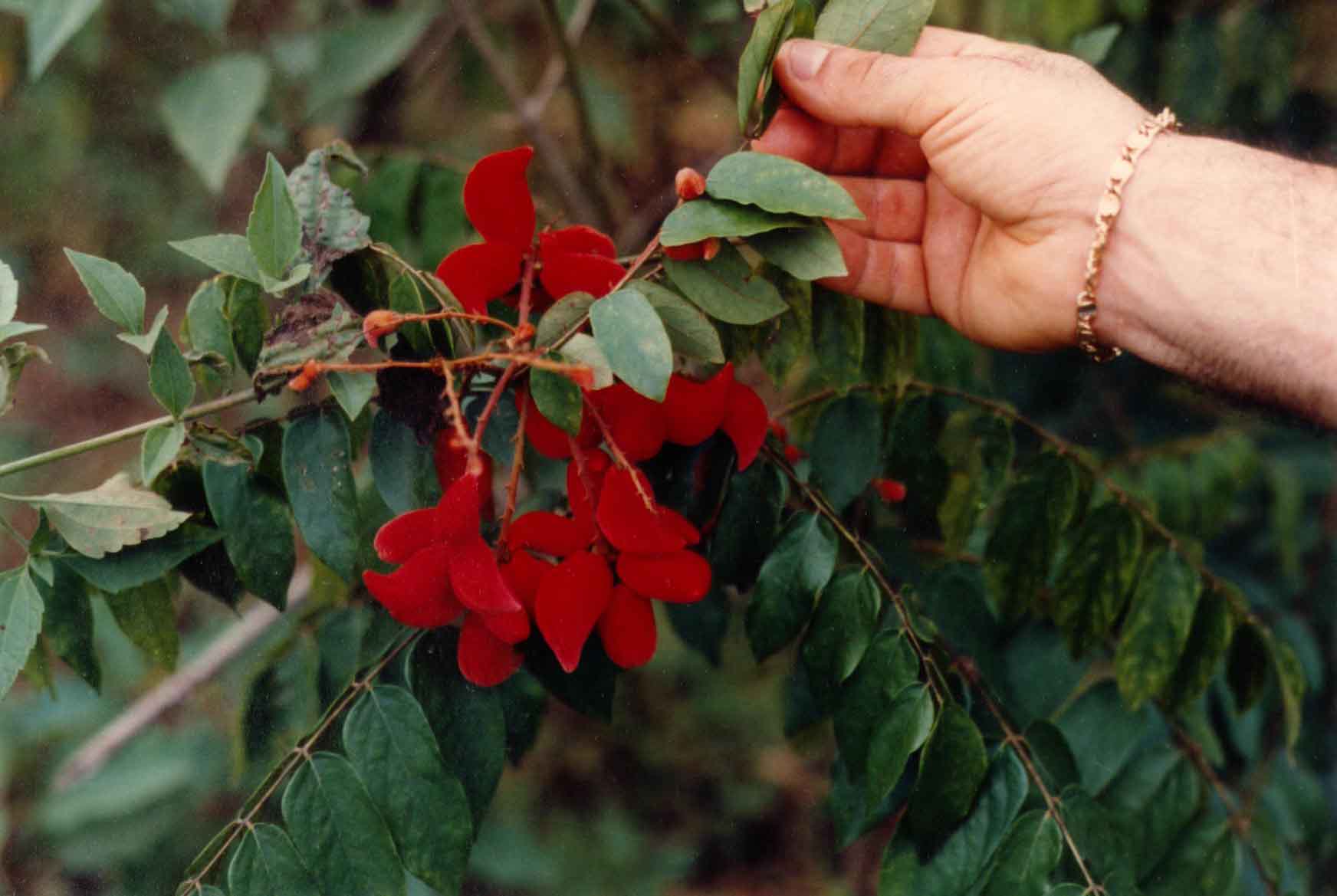 Cnestis ferruginea